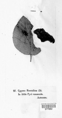Image Associated With the Occurence
